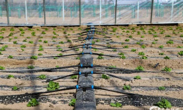 紫荆树白蚁怎么防治，找准方法，避免树木受损