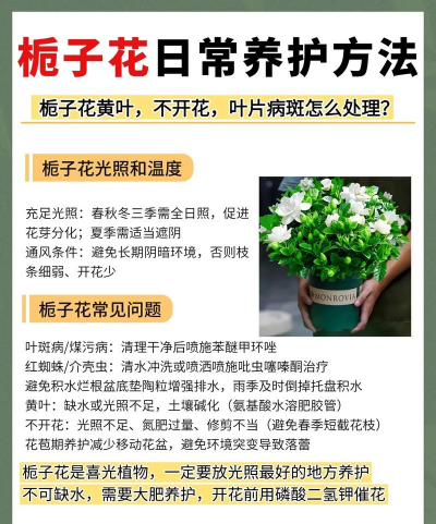 紫荆树白蚁怎么防治，找准方法，避免树木受损