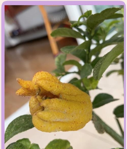 紫荆树白蚁怎么防治，找准方法，避免树木受损