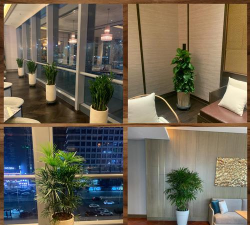 紫荆树白蚁怎么防治，找准方法，避免树木受损