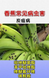 名贵树白蚁防治方法，识别早期迹象，采取有效保护