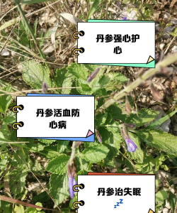 罗汉松的栽培，选对方法，轻松上手