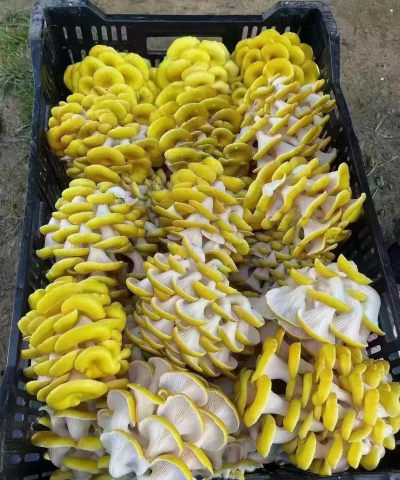 罗汉松的栽培，选对方法，轻松上手