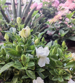 罗汉松的栽培，选对方法，轻松上手