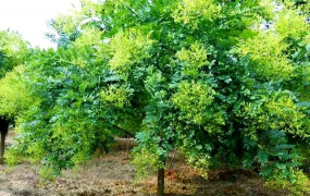 罗汉松的栽培，选对方法，轻松上手