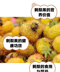 罗汉松的栽培，选对方法，轻松上手