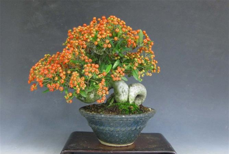 桑椹树病虫防治方法，常见问题解析，实用应对技巧