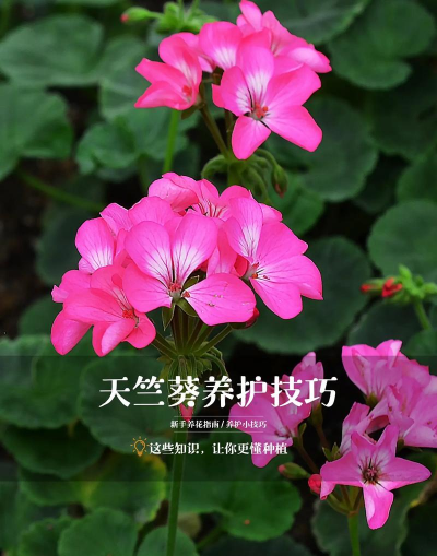 桑椹树病虫防治方法，常见问题解析，实用应对技巧