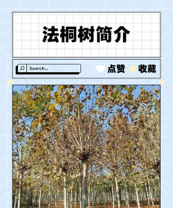 法桐树病情防治，常见病害识别，有效防治方法