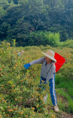 桑椹树病虫防治方法，常见问题解析，实用应对技巧