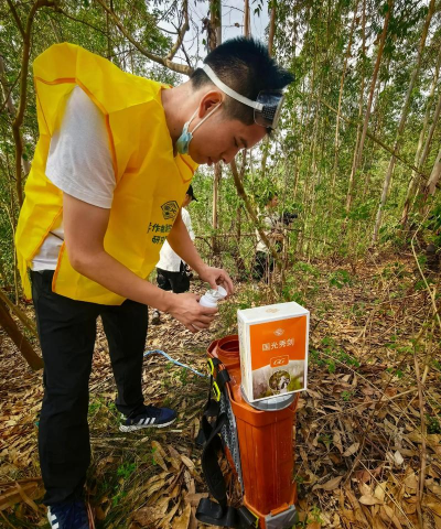 桑椹树病虫防治方法，常见问题解析，实用应对技巧