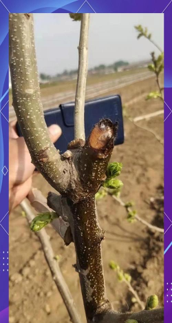 桑椹树病虫防治方法，常见问题解析，实用应对技巧