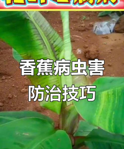 桑椹树病虫防治方法，常见问题解析，实用应对技巧