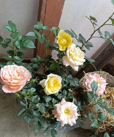 桑椹树病虫防治方法，常见问题解析，实用应对技巧