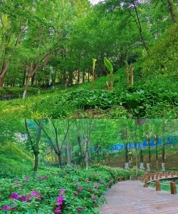 桑椹树病虫防治方法，常见问题解析，实用应对技巧