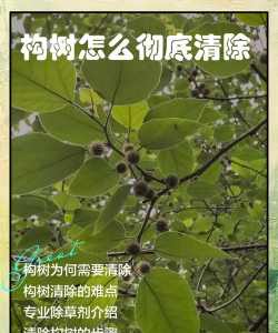 桑椹树病虫防治方法，常见问题解析，实用应对技巧