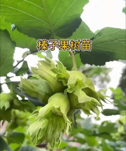 榛子栽培技术,选对品种,掌握关键步骤 榛子栽培技术,选对品种,掌握关键步骤