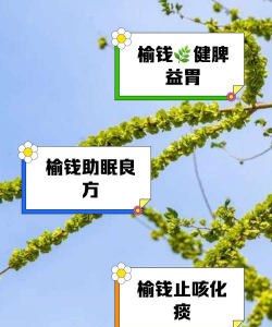 孜子花怎么养，新手入门指南，轻松掌握养护技巧