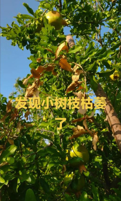 孜子花怎么养，新手入门指南，轻松掌握养护技巧