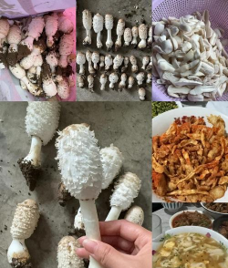 孜子花怎么养，新手入门指南，轻松掌握养护技巧