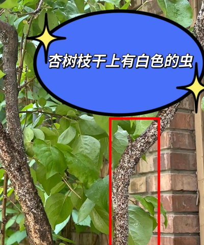 孜子花怎么养，新手入门指南，轻松掌握养护技巧