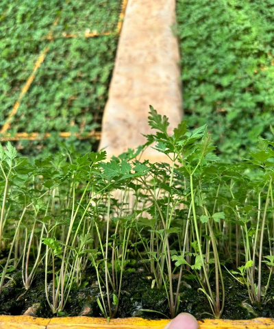 桑椹树病虫防治方法，常见问题解析，实用应对技巧