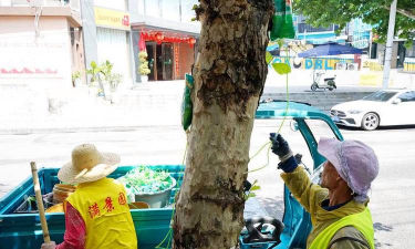桑椹树病虫防治方法，常见问题解析，实用应对技巧