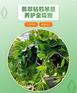 翡翠钻石花怎么养，掌握关键技巧，轻松养出好状态