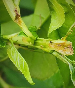 犁树食心虫防治，识别虫害特征，掌握有效方法