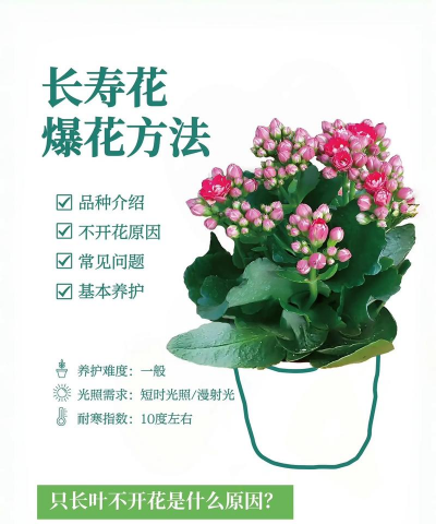 巴黎长寿花怎么养，掌握关键技巧，轻松养出好状态