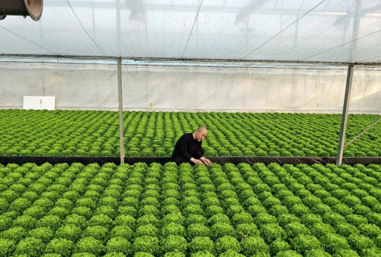 桑椹树病虫防治方法，常见问题解析，实用应对技巧