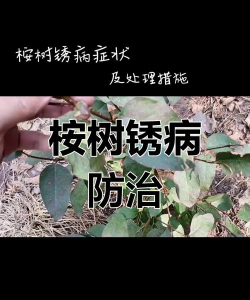 桑椹树病虫防治方法，常见问题解析，实用应对技巧
