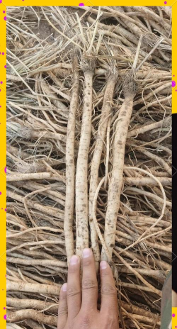 桑椹树病虫防治方法，常见问题解析，实用应对技巧