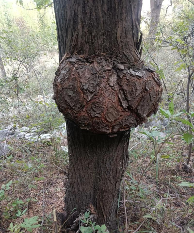 桑椹树病虫防治方法，常见问题解析，实用应对技巧