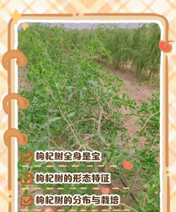 桑椹树病虫防治方法，常见问题解析，实用应对技巧