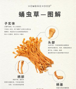 桑椹树病虫防治方法，常见问题解析，实用应对技巧