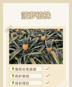 桑椹树病虫防治方法，常见问题解析，实用应对技巧