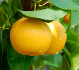 桑椹树病虫防治方法，常见问题解析，实用应对技巧