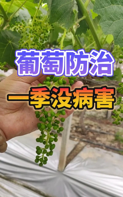 桑椹树病虫防治方法，常见问题解析，实用应对技巧