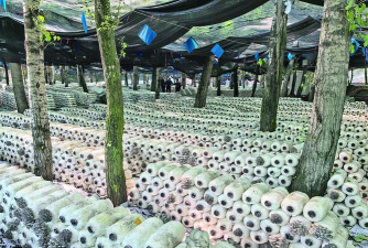 桑椹树病虫防治方法，常见问题解析，实用应对技巧