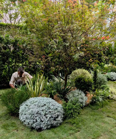 桑椹树病虫防治方法，常见问题解析，实用应对技巧