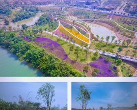 桑椹树病虫防治方法，常见问题解析，实用应对技巧