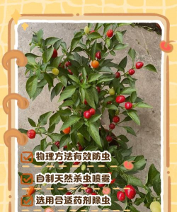 桑椹树病虫防治方法，常见问题解析，实用应对技巧