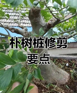 桑椹树病虫防治方法，常见问题解析，实用应对技巧