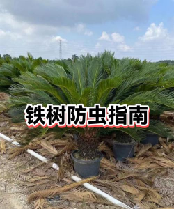 桑椹树病虫防治方法，常见问题解析，实用应对技巧