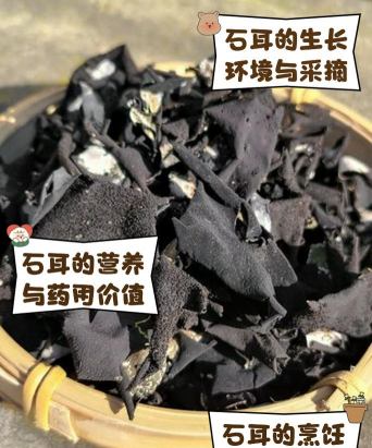 桑椹树病虫防治方法，常见问题解析，实用应对技巧