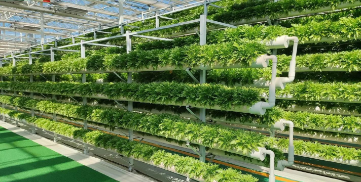 桑椹树病虫防治方法，常见问题解析，实用应对技巧