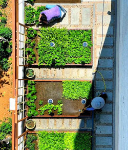 桑椹树病虫防治方法，常见问题解析，实用应对技巧