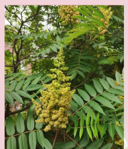 桑椹树病虫防治方法，常见问题解析，实用应对技巧