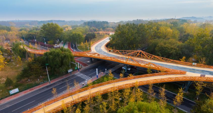 桑椹树病虫防治方法，常见问题解析，实用应对技巧